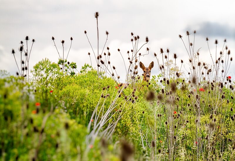 engagé pour l'environnement